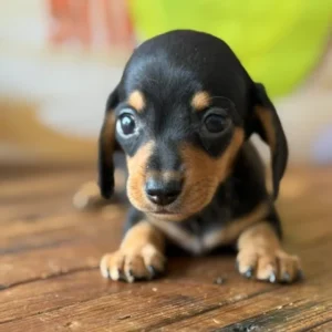 Dachshund Puppy - Tessa