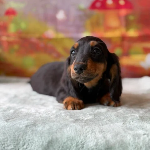 Dachshund Puppy - Zane