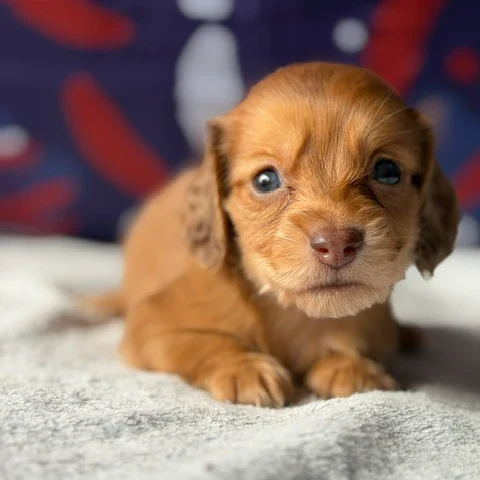 Dachshund Puppy - Agustus
