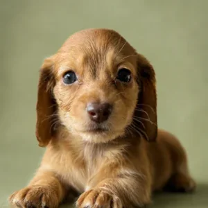 Dachshund Puppy - Agustus