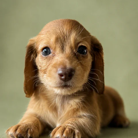 Dachshund Puppy - Agustus