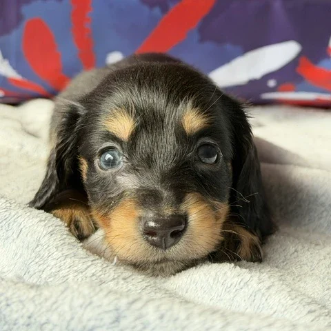 Dachshund Puppy - Alaric