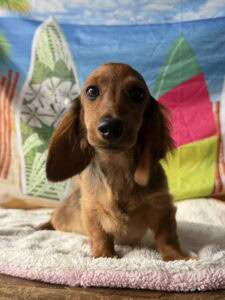 Dachshund Puppy - Alistair