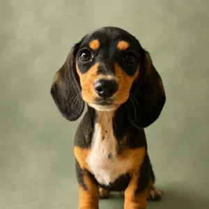 Dachshund Puppy - Arizona