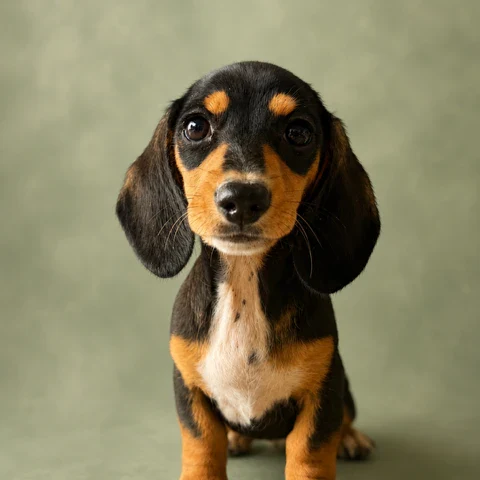 Dachshund Puppy - Arizona