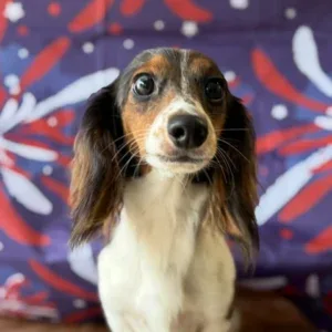 Dachshund Puppy - Arlo