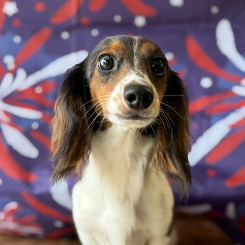 Dachshund Puppy - Arlo
