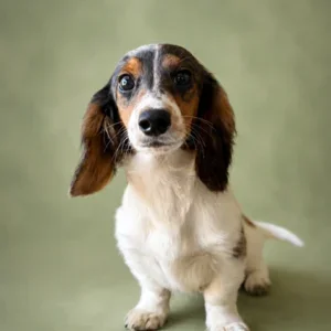 Dachshund Puppy - Arlo