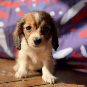 Dachshund Puppy - Birdie