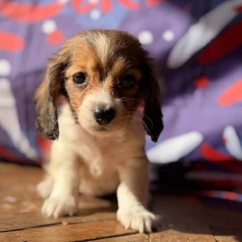 Dachshund Puppy - Birdie