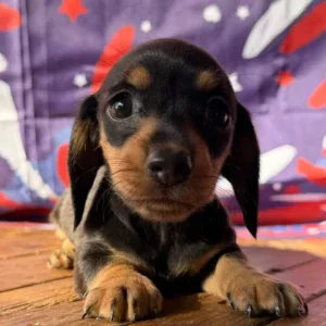 Dachshund Puppy - Blakely