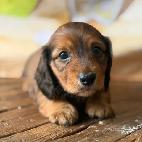Dachshund Puppy - Blossom