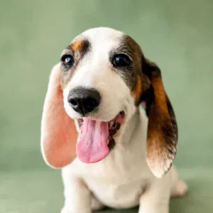 Dachshund Puppy - Bridger