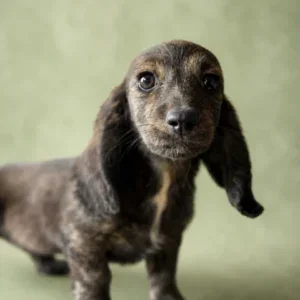 Dachshund Puppy - Cici