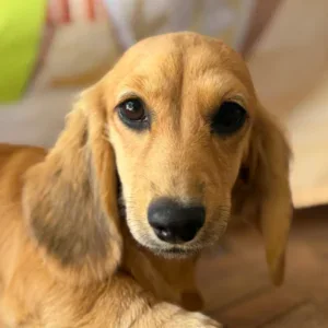 Dachshund Puppy - Clover