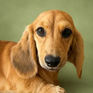 Dachshund Puppy - Clover