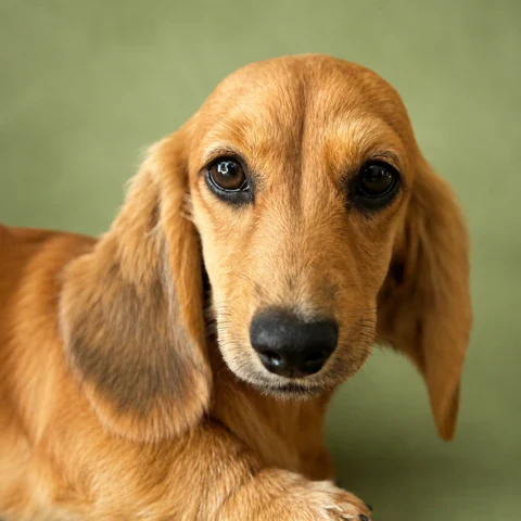 Dachshund Puppy - Clover