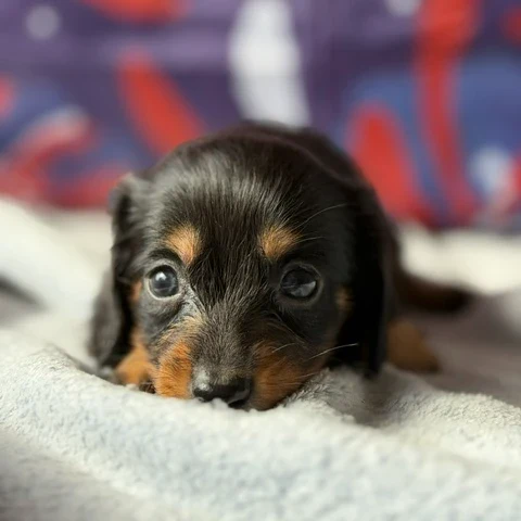 Dachshund Puppy - Elara