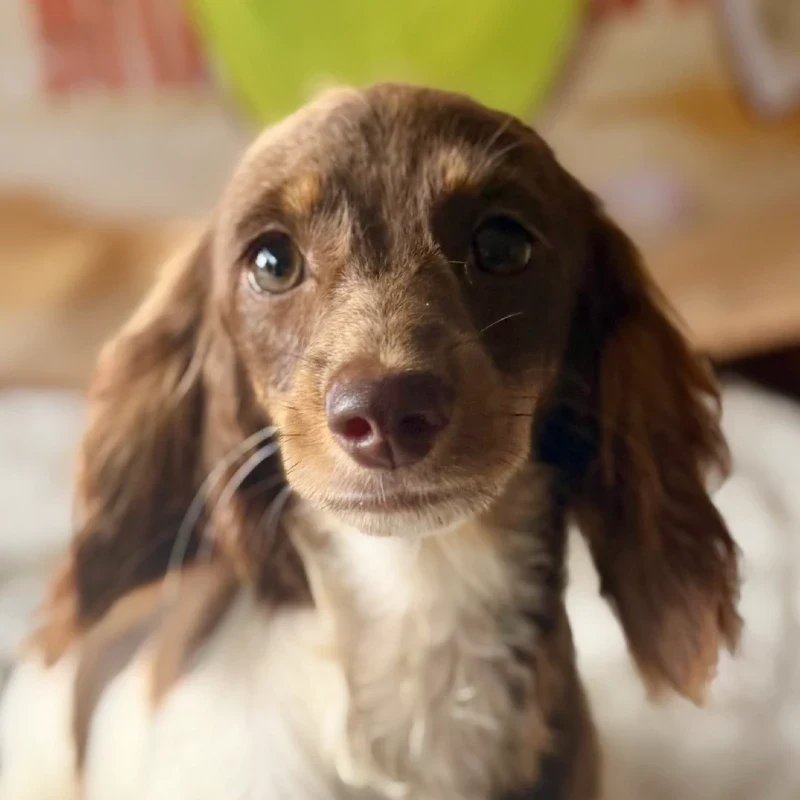 Dachshund Puppy - Harriet