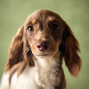 Dachshund Puppy - Harriet