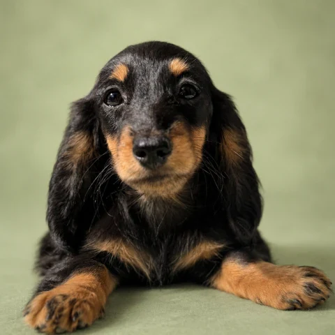 Dachshund Puppy - Harriet
