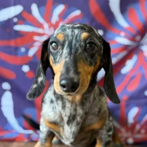 Dachshund Puppy - Johnny Cash
