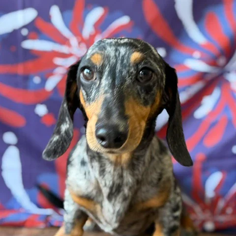 Dachshund Puppy - Johnny Cash