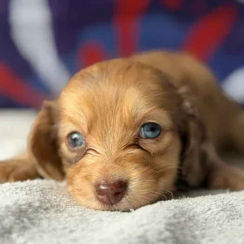 Dachshund Puppy - Lucian