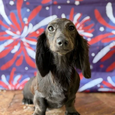 Dachshund Puppy - Lumi