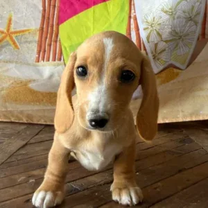 Dachshund Puppy - Maggie