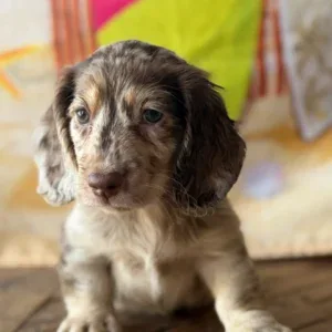 Dachshund Puppy - Mimic