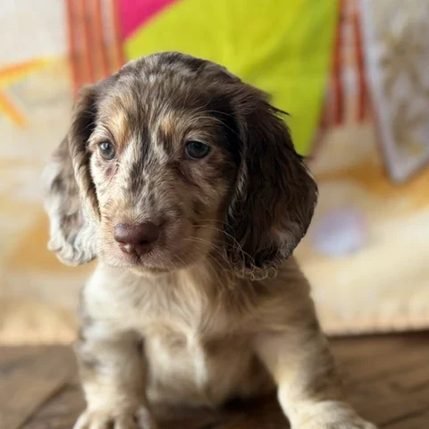 Dachshund Puppy - Mimic