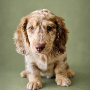 Dachshund Puppy - Mimic