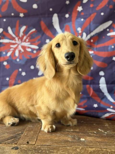 Dachshund Puppy - Mitchell