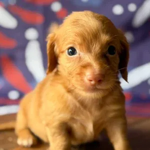 Dachshund Puppy - Ramona