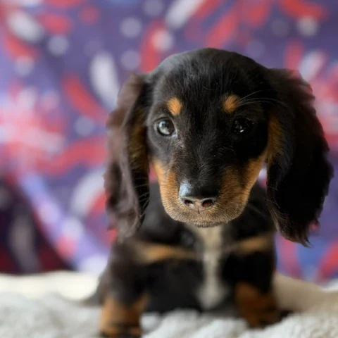 Dachshund Puppy - Remi