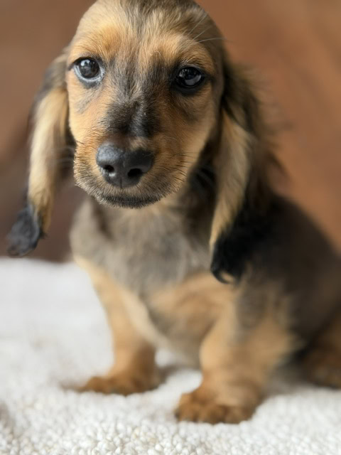 Dachshund Puppy - Strider