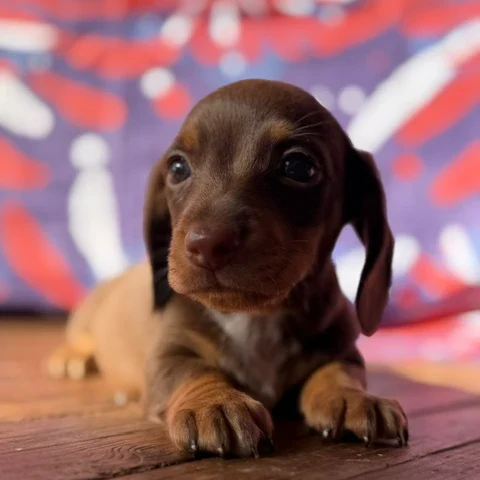 Dachshund Puppy - Walker