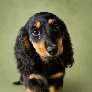 Dachshund Puppy - Arrow