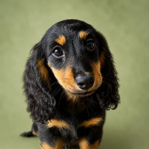 Dachshund Puppy - Arrow