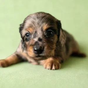 Dachshund Puppy - Asher