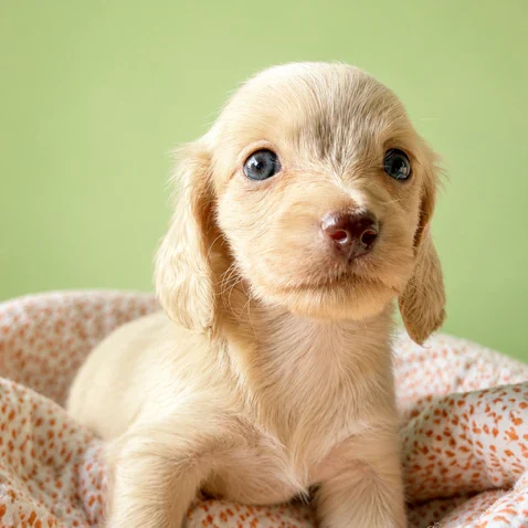 Dachshund Puppy - Audrey