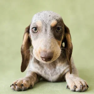 Dachshund Puppy - Betsy