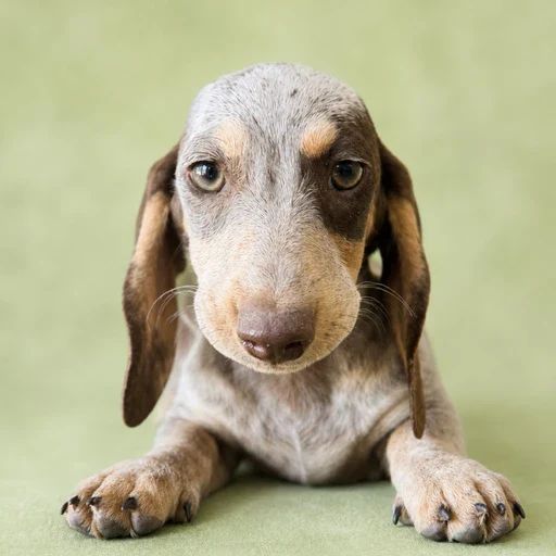 Dachshund Puppy - Betsy