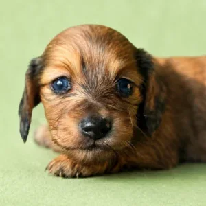 Dachshund Puppy - Clara