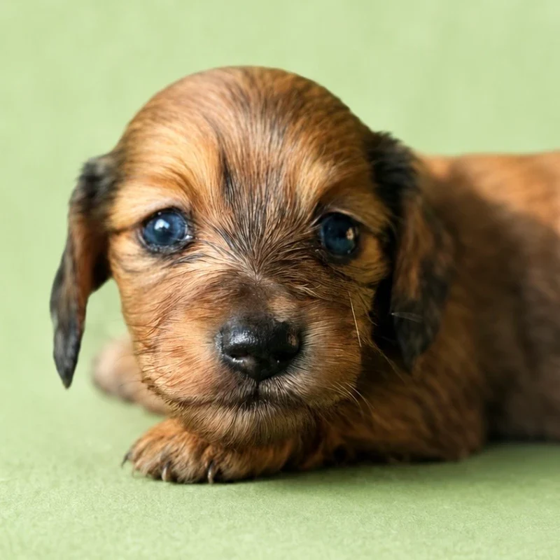 Dachshund Puppy - Clara