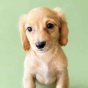 Dachshund Puppy - Ember