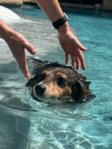 Dream A Dream Fun Day - Dachshund Swimming