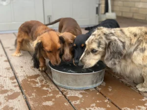 Dream A Dream Fun Day - Four Dachshunds Drinking Water