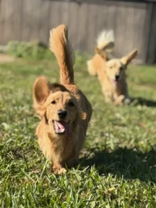 Dream A Dream Fun Day - Two Dachshunds Running